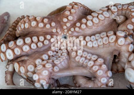 Whole frozen octopus on ice background Stock Photo