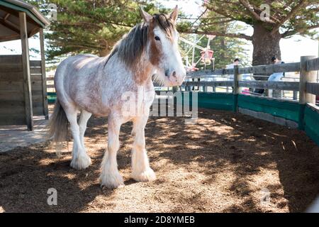 One of the beautiful Clydesdale horses that pulls the horse drawn tram in Victor Harbor, South Australia Stock Photo