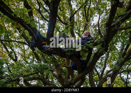 Senior man 55-60 years sitting in the branches of a tree, environmental protestor, campaigner, tree sitting Stock Photo