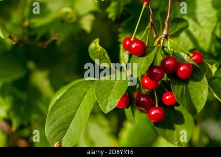 Fresh Cherry fruits between the leaves on the green blurred background. Prunus cerasus. Stock Photo