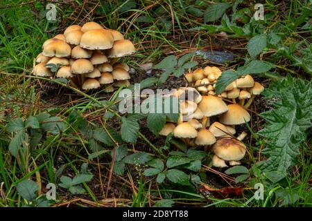 Sulphur Head Mushroom, Suffolk Woodland, UK