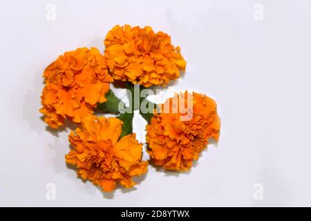 Marigolds flower over on white background Stock Photo