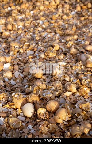 pile of broken egg shells,Animal, Bird, Boiled, Breakfast, Broken, Brown, treading on egg shells,Cracked, Crash, Cut Out, Egg, Eggshell, Ellipse,tread Stock Photo
