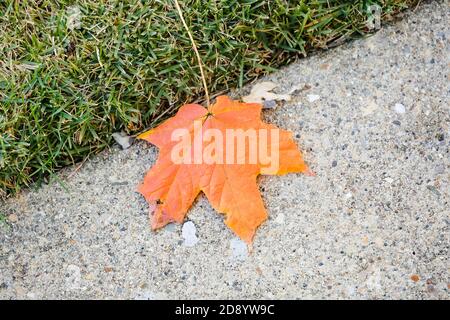 solitary maple tree leaf laying on the sidewalk Stock Photo