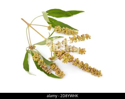 Vitex agnus-castus, also called vitex, chaste tree or chastetree, chasteberry, Abraham's balm, lilac chastetree, or monk's pepper Isolated. Stock Photo