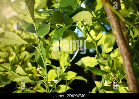 A lemon ripens and grows on the branch of a lemon tree in the sun outdoors, next to branches and leaves Stock Photo
