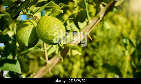 Lemons growing and ripening on the branch of a lemon tree, with leaves and branches in the background, in green and yellow tones Stock Photo