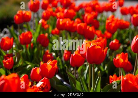 Red tulips background. Beautiful tulip in the meadow. Flower bud in spring in the sunlight. Flowerbed with flowers. Tulip close-up. Red flower. Bottom Stock Photo