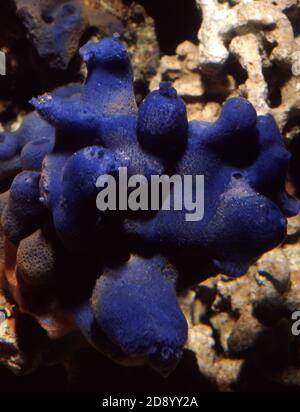 Haliclona caerulea is a species of marine sponge in the family Chalinidae Stock Photo