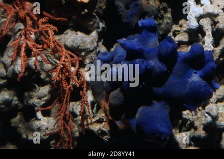 Haliclona caerulea is a species of marine sponge in the family Chalinidae Stock Photo