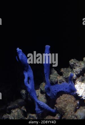 Haliclona caerulea is a species of marine sponge in the family Chalinidae Stock Photo