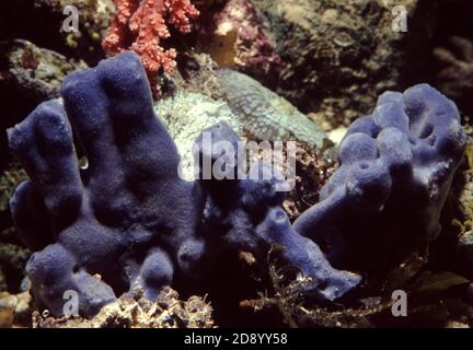 Haliclona caerulea is a species of marine sponge in the family Chalinidae Stock Photo