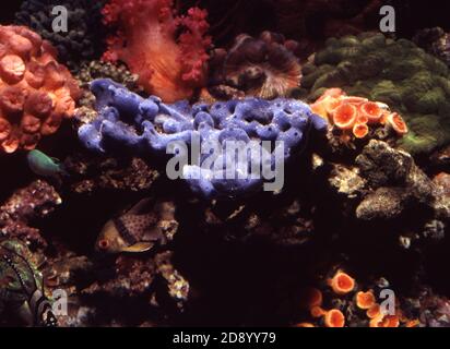 Haliclona caerulea is a species of marine sponge in the family Chalinidae Stock Photo