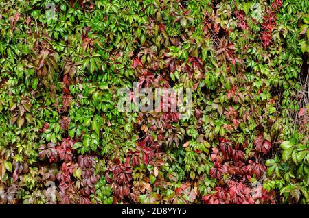 Wall braided with red-green wild grapes. Multicolored leaves of plant in sunbeams. Multitasking background. Without anyone. Stock Photo