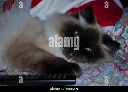 sleepy Himalayan kitten laying in a bed Stock Photo