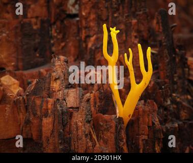 Yellow Stagshorn Calocera viscosa typically growing on rotting coniferous tree stump in Somerset UK woodland Stock Photo