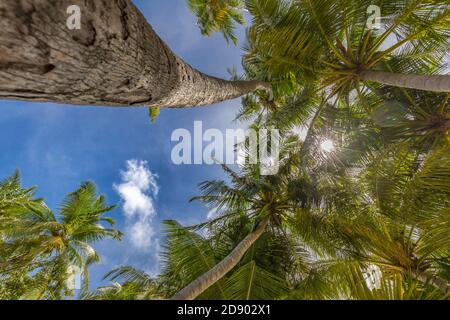 Tropical nature pattern, beautiful coconut palm tree on blue sky, looking up Stock Photo