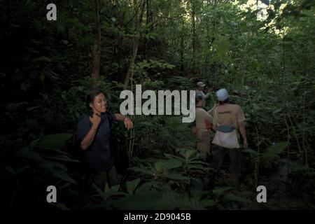 A team of conservation workers conducting a field survey in rainforest area which is a part of the habitat of the fragmented Sumatran orangutan population in Central Tapanuli regency, North Sumatra province, Indonesia. Stock Photo