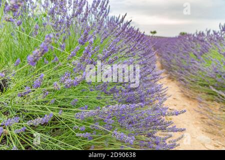 Close up of purple decorative sage flowers field. Beautiful summer garden violet floral bloom. Blooming lavender in a field at sunset in Provence Stock Photo