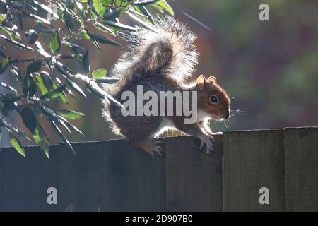 London, UK. 02nd Nov, 2020. UK weather, 2 November 2020: a sunny break between showers gives a grey squirrel a chance to sunbathe on a garden fence in Clapham, south London. Anna Watson/Alamy Live News Credit: Anna Watson/Alamy Live News Stock Photo