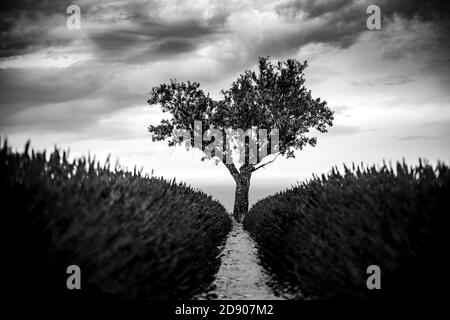 Stunning lavender field landscape Summer sunset in monochrome. Black and white view of lonely tree, dramatic nature background Stock Photo