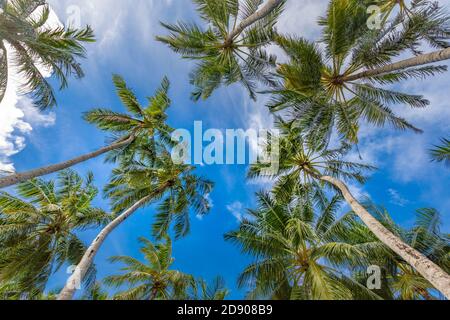 Paradise sunny beach with palm tree leaves, trunk under blue sky. Summer vacation and tropical beach concept, looking up, positive thinking Stock Photo