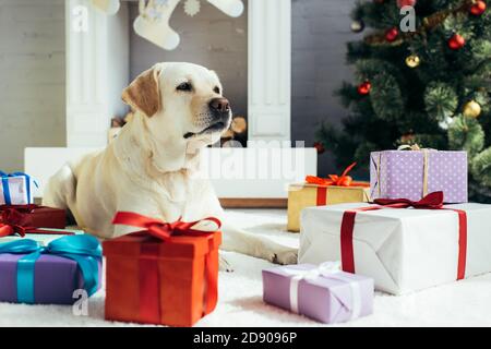 Labrador lying near colorful presents and christmas tree in decorated living room Stock Photo