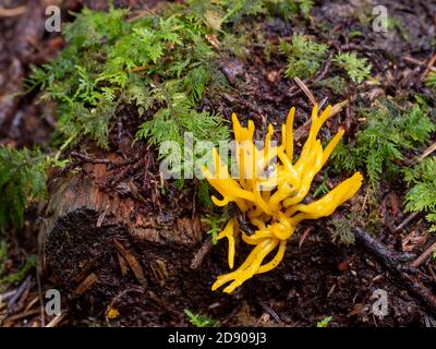 Fungus in wood on tree stump. Calocera viscosa. Stock Photo