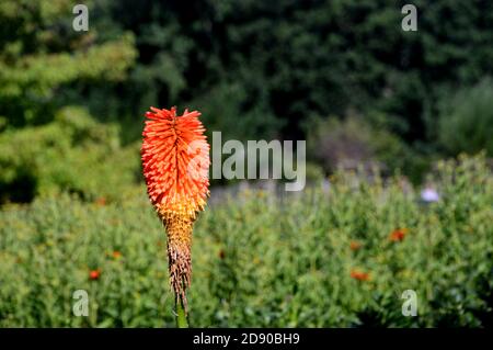 Single Kniphofia 'Percy's Pride' (Red Hot Poker) grown in a border at RHS Garden Harlow Carr, Harrogate, Yorkshire, England, UK. Stock Photo