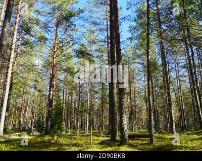 pine trees illuminated by summer sun beautiful forest landscape, low angle view Stock Photo
