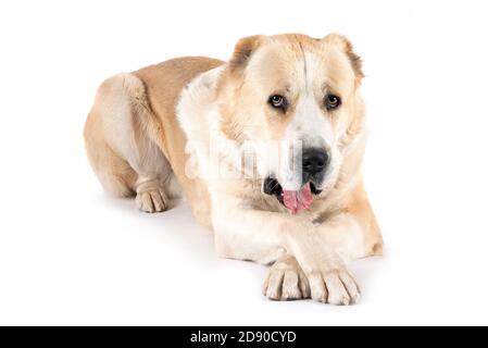 Central Asian Shepherd Dog male adult alababi breed white background Stock Photo