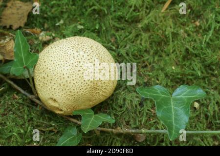 Common Earthball (Scleroderma citrinum) Stock Photo