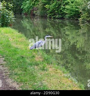 Grey Heron on the banks of the Grand Union Canal at Stoke Hammond, Milton Keynes Stock Photo