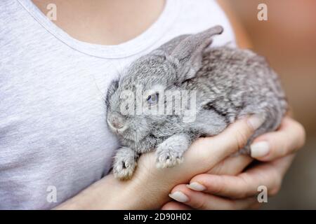 A small fluffy bunny sits on a woman's hands Stock Photo
