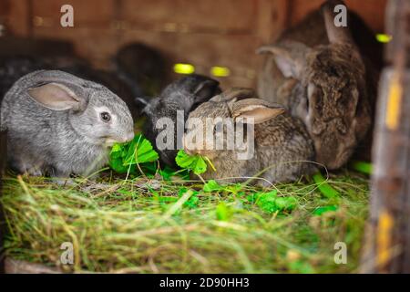cute fluffy rabbits eat green grass in a cage on the farm. Stock Photo