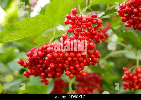 Guelder rose berries. Viburnum opulus 'Notcutt's Variety guelder rose berries.UK Stock Photo
