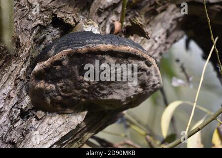 Close Up of Hoof Fungus, Fomes fomentarius, on Decaying Tree Trunk in a UK Nature Reserve Stock Photo