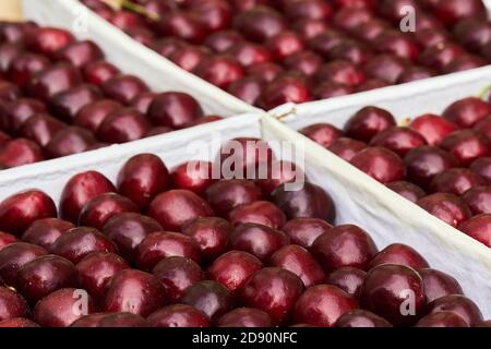 cherry ripe sweet viburnum cherry background Stock Photo