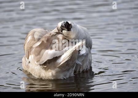 Mute Swan, Cygnus olor, Juvenile, Facing Camera Whilst Preening in Autumn in the UK Stock Photo