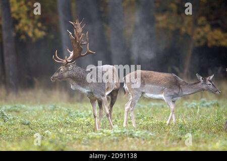 Falkenhagen, Germany. 27th Oct, 2020. A capital fallow deer in the rutting ground. During the fallow deer rut, the stags and the bald deer herds sometimes move over long distances to the ancestral rutting grounds. Credit: Ingolf König-Jablonski/dpa-Zentralbild/ZB/dpa/Alamy Live News