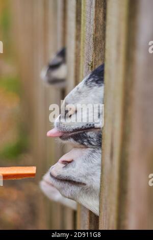 Hungry goats at the zoo in autumn Stock Photo