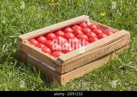 Seed box for seedling isolated on white Stock Photo - Alamy