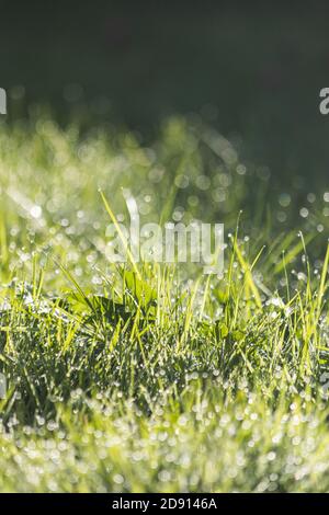 green grass with morning dew after the rain in the sunlight with nice bokeh background Stock Photo