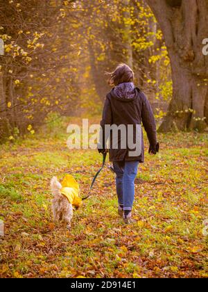 Woman walking dog through woodland in autumn with leaves on ground Stock Photo