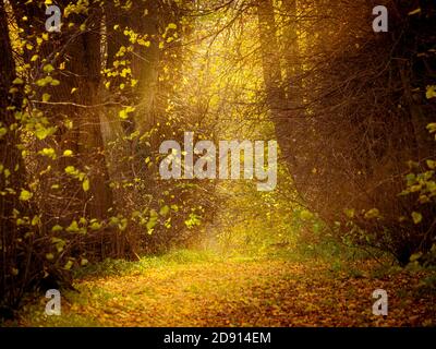 Golden light shining through autumnal trees with path through woodland Stock Photo