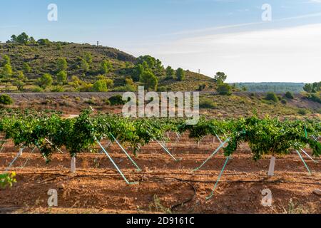 Field of cultivation of oranges, trees with many fruits at full maturity. Cultivation concept Stock Photo