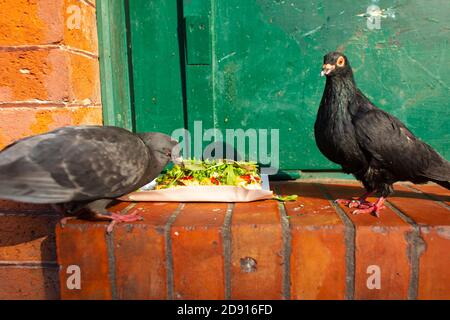 Two pigeons eat a pie left near a fast food restaurant. Stock Photo
