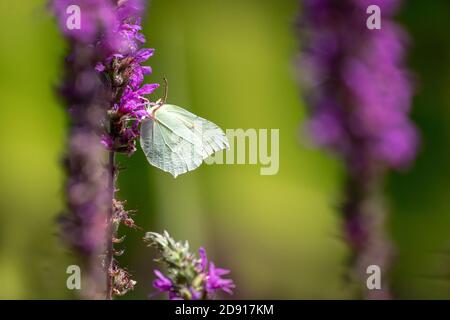 Common Brimstone butterfly Gonepteryx rhamni visiting purple loosestrife flowers. Stock Photo