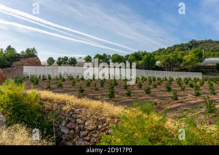 Field of cultivation of oranges, trees with many fruits at full maturity. Cultivation concept Stock Photo