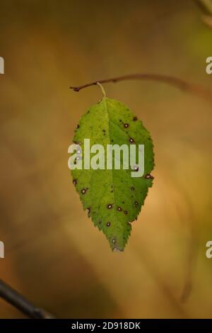 Green leaf torn in a hole hang on a branch. Stock Photo